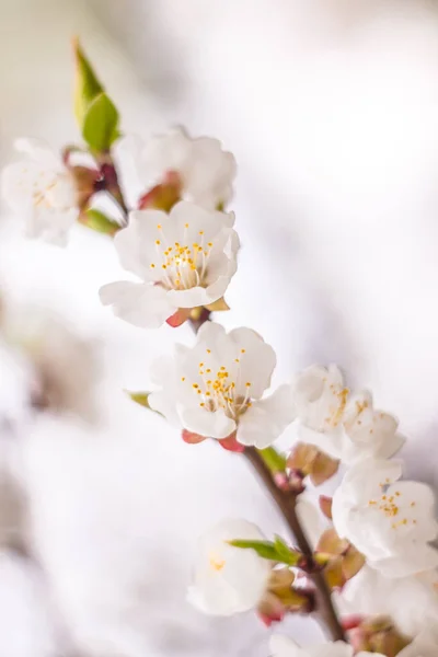 Spring Floral Concept Full Blooming Apricot Tree Beautiful Flower Abstract — Stock Photo, Image