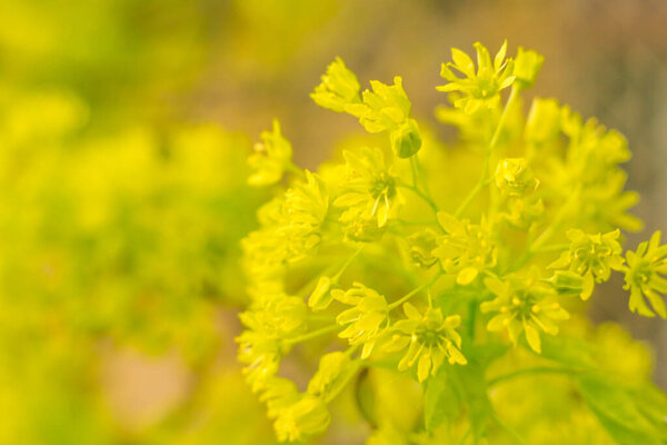 Abstract blurred floral background. Full blooming and first leafs of forest tree. Spring, feast, celebration and beautiful flower decoration concept. Closeup with soft selective focus