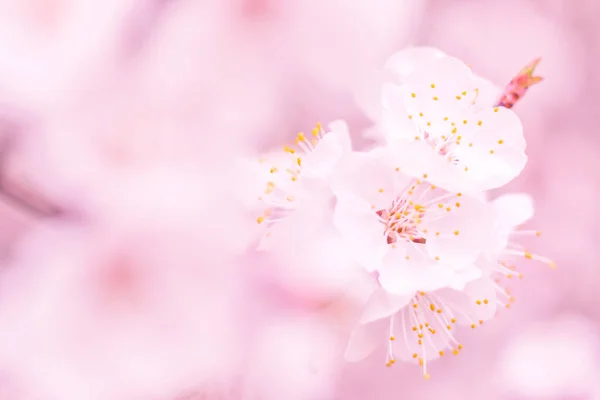 抽象的なぼやけた花の背景 満開と森の木の最初の葉 ごちそう お祝いや美しい花の装飾の概念 ソフト選択フォーカスで終了します トーン — ストック写真