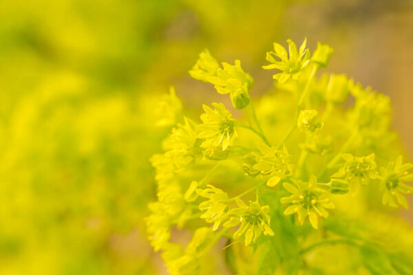 Abstract blurred floral background. Full blooming and first leafs of forest tree. Spring, feast, celebration and beautiful flower decoration concept. Closeup with soft selective focus
