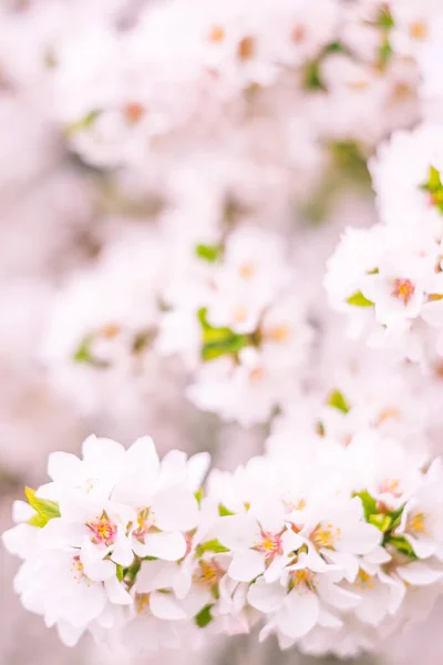 Astratto Sfondo Floreale Sfocato Piena Fioritura Prime Foglie Albero Forestale — Foto Stock