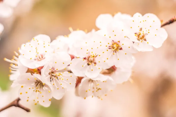 春の花のコンセプト アプリコットの木が満開 抽象的なぼやけた背景に美しい花 ソフトセレクティブフォーカス付きクローズアップ — ストック写真