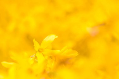 Bulanık çiçek arkaplanı. Dolu çiçekler ve orman ağacının ilk yaprakları. Bahar, ziyafet, kutlama ve güzel çiçek dekorasyonu konsepti. Yumuşak seçici bir odak ile yakın çekim. Ayarlanmış