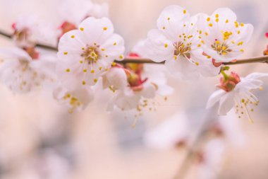 Bulanık çiçek arkaplanı. Dolu çiçekler ve orman ağacının ilk yaprakları. Bahar, ziyafet, kutlama ve güzel çiçek dekorasyonu konsepti. Yumuşak seçici odaklı yakın plan