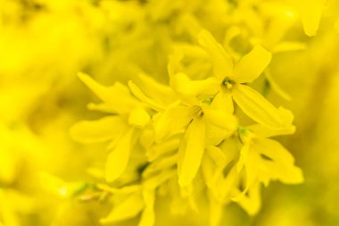 Bahar çiçeği konsepti. Orman ağacı çiçek açmış. Soyut, bulanık bir arkaplanda güzel bir çiçek. Yumuşak seçici odaklı yakın plan.