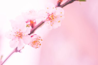 Bulanık çiçek arkaplanı. Dolu çiçekler ve orman ağacının ilk yaprakları. Bahar, ziyafet, kutlama ve güzel çiçek dekorasyonu konsepti. Yumuşak seçici bir odak ile yakın çekim. Ayarlanmış