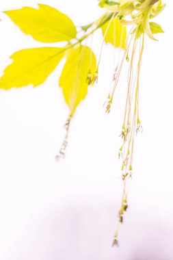 Bulanık çiçek arkaplanı. Dolu çiçekler ve orman ağacının ilk yaprakları. Bahar, ziyafet, kutlama ve güzel çiçek dekorasyonu konsepti. Yumuşak seçici odaklı yakın plan