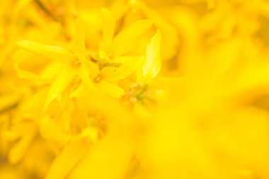 Bulanık çiçek arkaplanı. Dolu çiçekler ve orman ağacının ilk yaprakları. Bahar, ziyafet, kutlama ve güzel çiçek dekorasyonu konsepti. Yumuşak seçici bir odak ile yakın çekim. Ayarlanmış