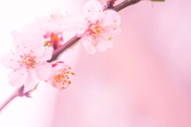 Bulanık çiçek arkaplanı. Dolu çiçekler ve orman ağacının ilk yaprakları. Bahar, ziyafet, kutlama ve güzel çiçek dekorasyonu konsepti. Yumuşak seçici bir odak ile yakın çekim. Ayarlanmış