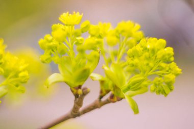 Bulanık çiçek arkaplanı. Dolu çiçekler ve orman ağacının ilk yaprakları. Bahar, ziyafet, kutlama ve güzel çiçek dekorasyonu konsepti. Yumuşak seçici odaklı yakın plan