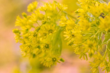 Bulanık çiçek arkaplanı. Dolu çiçekler ve orman ağacının ilk yaprakları. Bahar, ziyafet, kutlama ve güzel çiçek dekorasyonu konsepti. Yumuşak seçici bir odak ile yakın çekim. Ayarlanmış