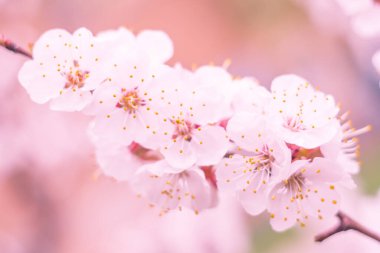 Bulanık çiçek arkaplanı. Dolu çiçekler ve orman ağacının ilk yaprakları. Bahar, ziyafet, kutlama ve güzel çiçek dekorasyonu konsepti. Yumuşak seçici bir odak ile yakın çekim. Ayarlanmış
