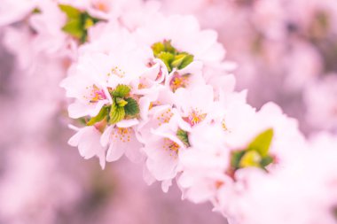 Bulanık çiçek arkaplanı. Dolu çiçekler ve orman ağacının ilk yaprakları. Bahar, ziyafet, kutlama ve güzel çiçek dekorasyonu konsepti. Yumuşak seçici bir odak ile yakın çekim. Ayarlanmış