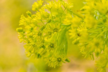 Bulanık çiçek arkaplanı. Dolu çiçekler ve orman ağacının ilk yaprakları. Bahar, ziyafet, kutlama ve güzel çiçek dekorasyonu konsepti. Yumuşak seçici odaklı yakın plan