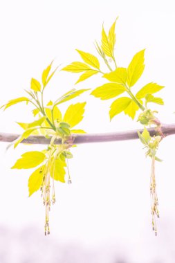 Bulanık çiçek arkaplanı. Dolu çiçekler ve orman ağacının ilk yaprakları. Bahar, ziyafet, kutlama ve güzel çiçek dekorasyonu konsepti. Yumuşak seçici odaklı yakın plan