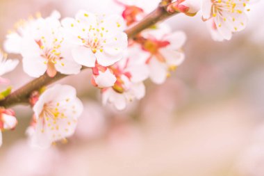Bulanık çiçek arkaplanı. Dolu çiçekler ve orman ağacının ilk yaprakları. Bahar, ziyafet, kutlama ve güzel çiçek dekorasyonu konsepti. Yumuşak seçici odaklı yakın plan
