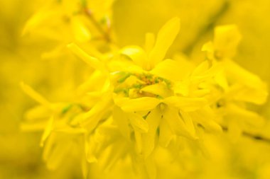 Bulanık çiçek arkaplanı. Dolu çiçekler ve orman ağacının ilk yaprakları. Bahar, ziyafet, kutlama ve güzel çiçek dekorasyonu konsepti. Yumuşak seçici odaklı yakın plan
