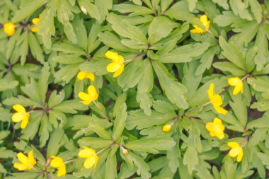 Bulanık çiçek arkaplanı. Dolu çiçekler ve orman ağacının ilk yaprakları. Bahar, ziyafet, kutlama ve güzel çiçek dekorasyonu konsepti. Yumuşak seçici bir odak ile yakın çekim. Ayarlanmış