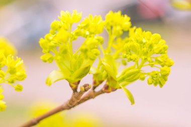 Bulanık çiçek arkaplanı. Dolu çiçekler ve orman ağacının ilk yaprakları. Bahar, ziyafet, kutlama ve güzel çiçek dekorasyonu konsepti. Yumuşak seçici odaklı yakın plan