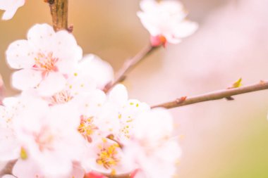 Bulanık çiçek arkaplanı. Dolu çiçekler ve orman ağacının ilk yaprakları. Bahar, ziyafet, kutlama ve güzel çiçek dekorasyonu konsepti. Yumuşak seçici odaklı yakın plan