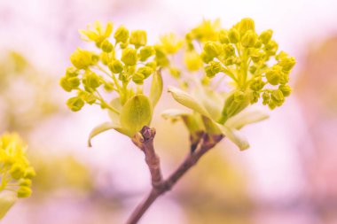 Bulanık çiçek arkaplanı. Dolu çiçekler ve orman ağacının ilk yaprakları. Bahar, ziyafet, kutlama ve güzel çiçek dekorasyonu konsepti. Yumuşak seçici bir odak ile yakın çekim. Ayarlanmış