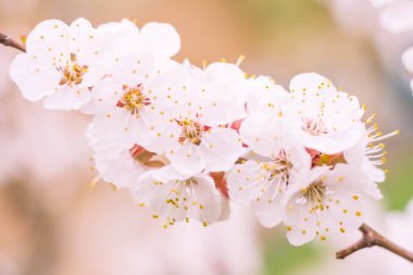 Bulanık çiçek arkaplanı. Dolu çiçekler ve orman ağacının ilk yaprakları. Bahar, ziyafet, kutlama ve güzel çiçek dekorasyonu konsepti. Yumuşak seçici odaklı yakın plan