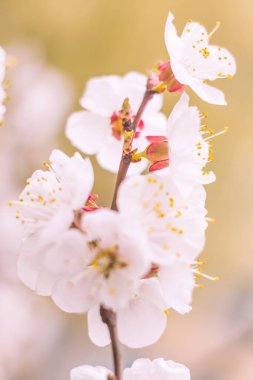 Bulanık çiçek arkaplanı. Dolu çiçekler ve orman ağacının ilk yaprakları. Bahar, ziyafet, kutlama ve güzel çiçek dekorasyonu konsepti. Yumuşak seçici odaklı yakın plan