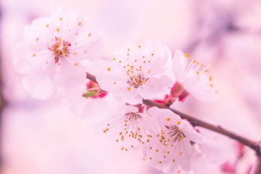 Bulanık çiçek arkaplanı. Dolu çiçekler ve orman ağacının ilk yaprakları. Bahar, ziyafet, kutlama ve güzel çiçek dekorasyonu konsepti. Yumuşak seçici bir odak ile yakın çekim. Ayarlanmış