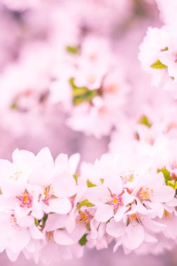 Bulanık çiçek arkaplanı. Dolu çiçekler ve orman ağacının ilk yaprakları. Bahar, ziyafet, kutlama ve güzel çiçek dekorasyonu konsepti. Yumuşak seçici bir odak ile yakın çekim. Ayarlanmış