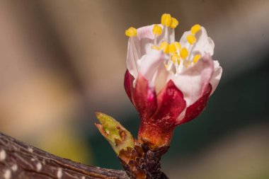 Bahar çiçek konsepti. Kayısı ağacının tam çiçek açmış. Soyut bulanık arka planda güzel çiçek. Yumuşak seçici odak ile detaylı closeup.