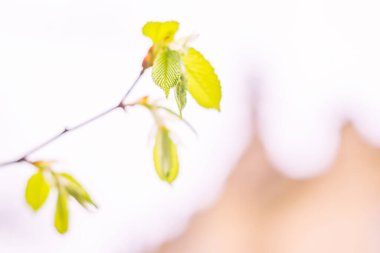 Bulanık çiçek arkaplanı. Dolu çiçekler ve orman ağacının ilk yaprakları. Bahar, ziyafet, kutlama ve güzel çiçek dekorasyonu konsepti. Yumuşak seçici odaklı yakın plan