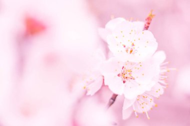 Bulanık çiçek arkaplanı. Dolu çiçekler ve orman ağacının ilk yaprakları. Bahar, ziyafet, kutlama ve güzel çiçek dekorasyonu konsepti. Yumuşak seçici bir odak ile yakın çekim. Ayarlanmış