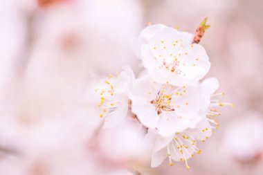 Bulanık çiçek arkaplanı. Dolu çiçekler ve orman ağacının ilk yaprakları. Bahar, ziyafet, kutlama ve güzel çiçek dekorasyonu konsepti. Yumuşak seçici odaklı yakın plan