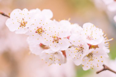 Bulanık çiçek arkaplanı. Dolu çiçekler ve orman ağacının ilk yaprakları. Bahar, ziyafet, kutlama ve güzel çiçek dekorasyonu konsepti. Yumuşak seçici odaklı yakın plan