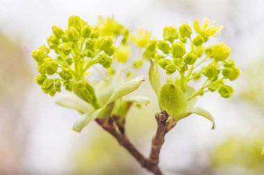 Bahar çiçeği konsepti. Dolu çiçekler ve orman ağacının ilk yaprakları. Soyut, bulanık bir arkaplanda güzel bir çiçek. Yumuşak seçici odaklı yakın plan.