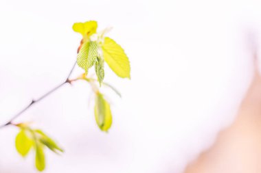Bulanık çiçek arkaplanı. Dolu çiçekler ve orman ağacının ilk yaprakları. Bahar, ziyafet, kutlama ve güzel çiçek dekorasyonu konsepti. Yumuşak seçici odaklı yakın plan