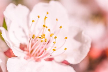 Bulanık çiçek arkaplanı. Dolu çiçekler ve orman ağacının ilk yaprakları. Bahar, ziyafet, kutlama ve güzel çiçek dekorasyonu konsepti. Yumuşak seçici odaklı yakın plan