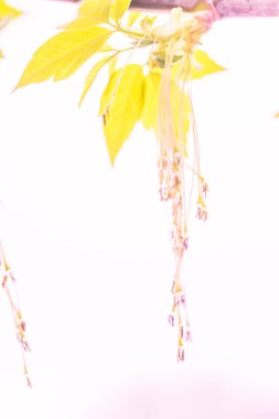 Bulanık çiçek arkaplanı. Dolu çiçekler ve orman ağacının ilk yaprakları. Bahar, ziyafet, kutlama ve güzel çiçek dekorasyonu konsepti. Yumuşak seçici bir odak ile yakın çekim. Ayarlanmış