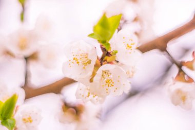 Bulanık çiçek arkaplanı. Dolu çiçekler ve orman ağacının ilk yaprakları. Bahar, ziyafet, kutlama ve güzel çiçek dekorasyonu konsepti. Yumuşak seçici odaklı yakın plan