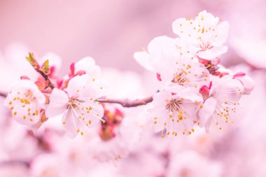Bulanık çiçek arkaplanı. Dolu çiçekler ve orman ağacının ilk yaprakları. Bahar, ziyafet, kutlama ve güzel çiçek dekorasyonu konsepti. Yumuşak seçici bir odak ile yakın çekim. Ayarlanmış