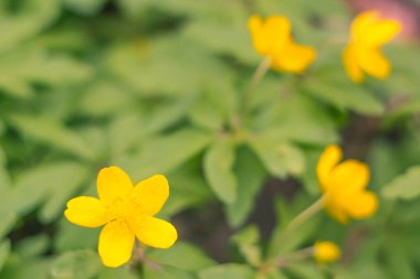 Bulanık çiçek arkaplanı. Dolu çiçekler ve orman ağacının ilk yaprakları. Bahar, ziyafet, kutlama ve güzel çiçek dekorasyonu konsepti. Yumuşak seçici bir odak ile yakın çekim. Ayarlanmış