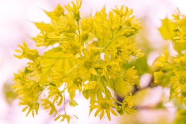 Bulanık çiçek arkaplanı. Dolu çiçekler ve orman ağacının ilk yaprakları. Bahar, ziyafet, kutlama ve güzel çiçek dekorasyonu konsepti. Yumuşak seçici bir odak ile yakın çekim. Ayarlanmış