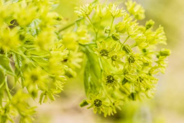 Bahar çiçeği konsepti. Dolu çiçekler ve orman ağacının ilk yaprakları. Soyut, bulanık bir arkaplanda güzel bir çiçek. Yumuşak seçici odaklı yakın plan.
