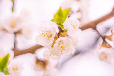 Bulanık çiçek arkaplanı. Dolu çiçekler ve orman ağacının ilk yaprakları. Bahar, ziyafet, kutlama ve güzel çiçek dekorasyonu konsepti. Yumuşak seçici odaklı yakın plan