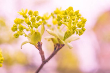 Bulanık çiçek arkaplanı. Dolu çiçekler ve orman ağacının ilk yaprakları. Bahar, ziyafet, kutlama ve güzel çiçek dekorasyonu konsepti. Yumuşak seçici bir odak ile yakın çekim. Ayarlanmış