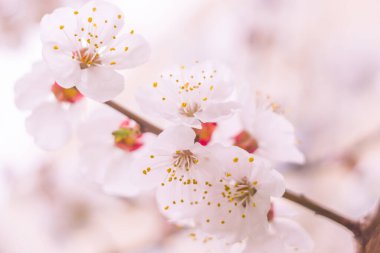 Bulanık çiçek arkaplanı. Dolu çiçekler ve orman ağacının ilk yaprakları. Bahar, ziyafet, kutlama ve güzel çiçek dekorasyonu konsepti. Yumuşak seçici odaklı yakın plan