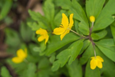 Bahar çiçeği konsepti. Orman bitkilerinin tomurcukları. Soyut, bulanık bir arkaplanda güzel bir çiçek. Yumuşak seçici odaklı yakın plan.