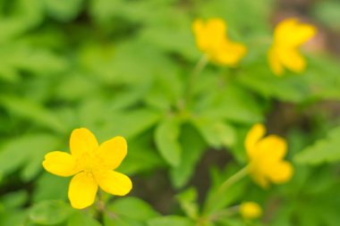 Bulanık çiçek arkaplanı. Dolu çiçekler ve orman ağacının ilk yaprakları. Bahar, ziyafet, kutlama ve güzel çiçek dekorasyonu konsepti. Yumuşak seçici odaklı yakın plan