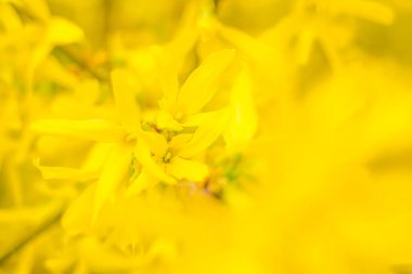 Bulanık çiçek arkaplanı. Dolu çiçekler ve orman ağacının ilk yaprakları. Bahar, ziyafet, kutlama ve güzel çiçek dekorasyonu konsepti. Yumuşak seçici odaklı yakın plan