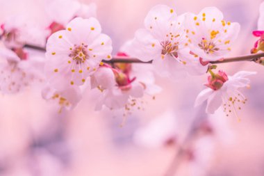 Bulanık çiçek arkaplanı. Dolu çiçekler ve orman ağacının ilk yaprakları. Bahar, ziyafet, kutlama ve güzel çiçek dekorasyonu konsepti. Yumuşak seçici bir odak ile yakın çekim. Ayarlanmış